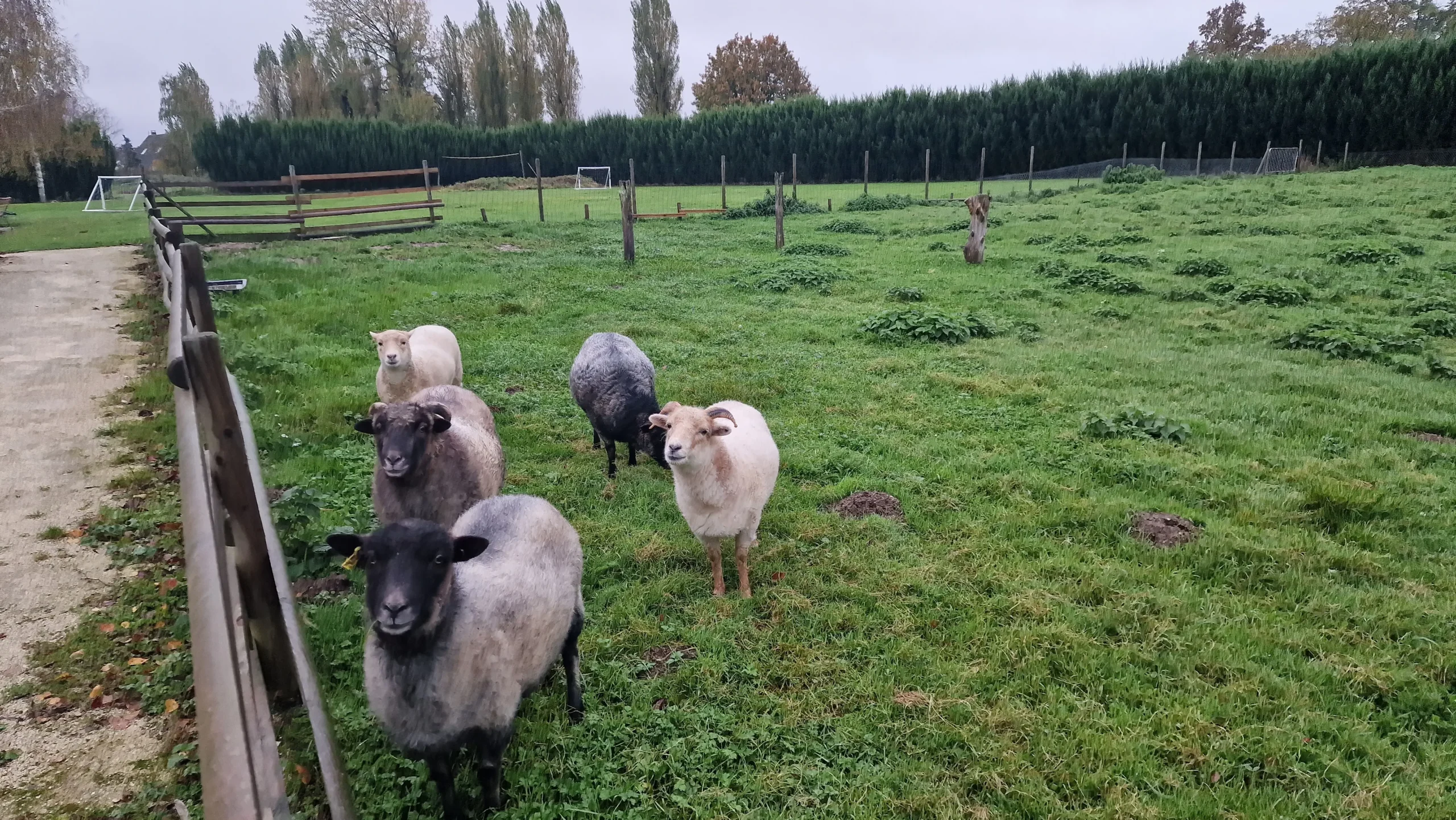 Moutons de la ferme 1