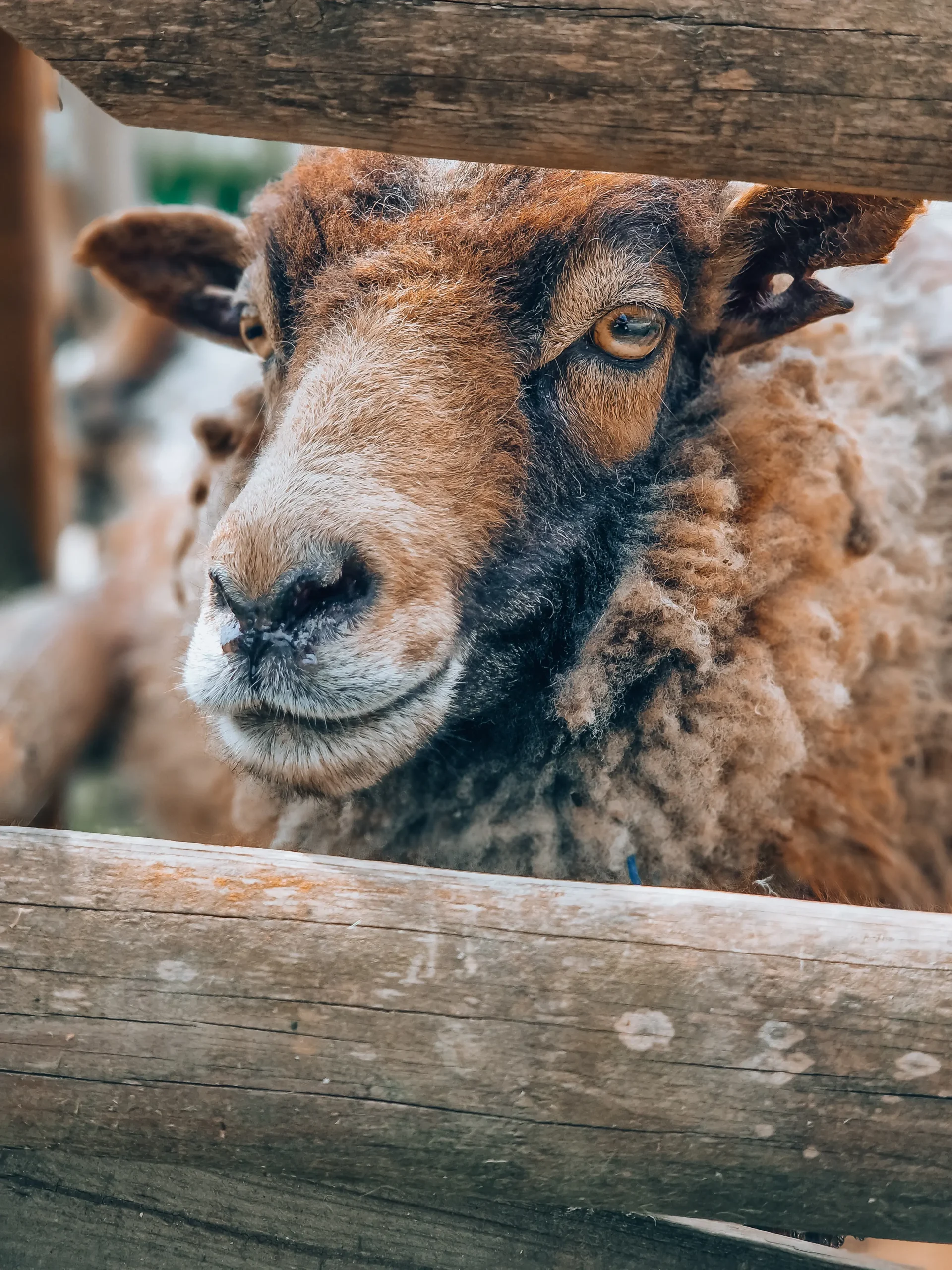 Moutons de la ferme 2